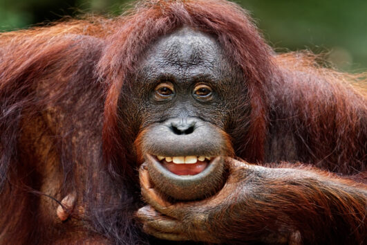 Wild Borneo with Magical Malaysia