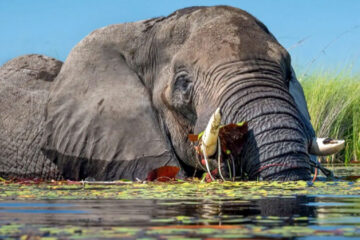 An elephant is eating some leaves from a lake.