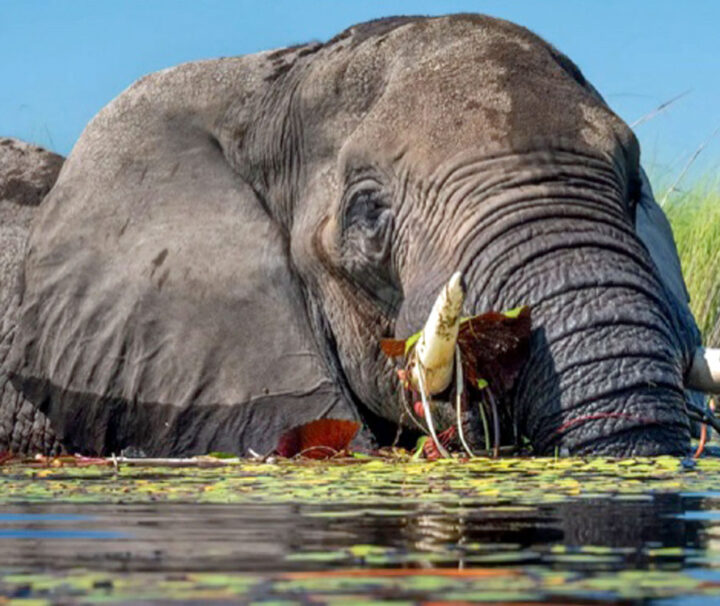 An elephant is eating some leaves from a lake.