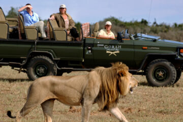 A lion walking across the grass near some people.