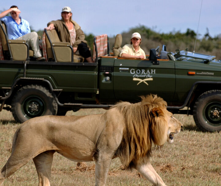 A lion walking across the grass near some people.